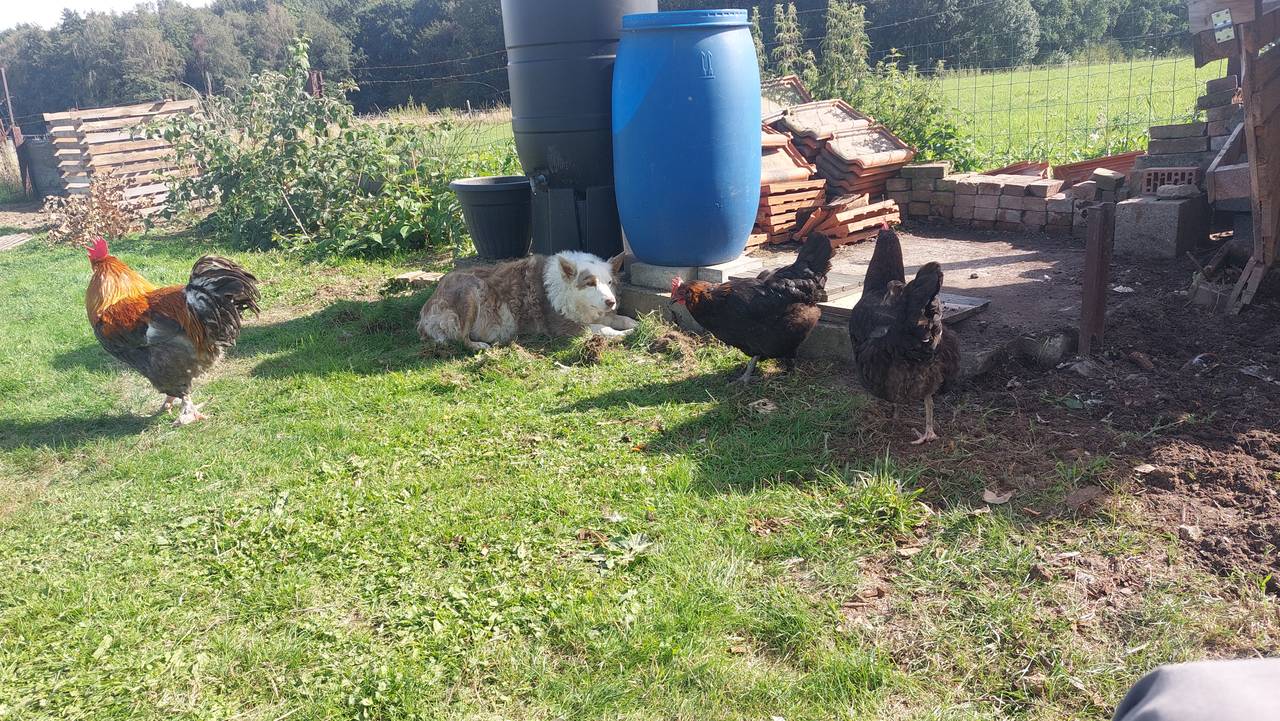A rooster and hens roaming free on the grass