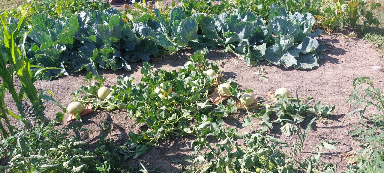 Open garden beds planted with cabbage and squash