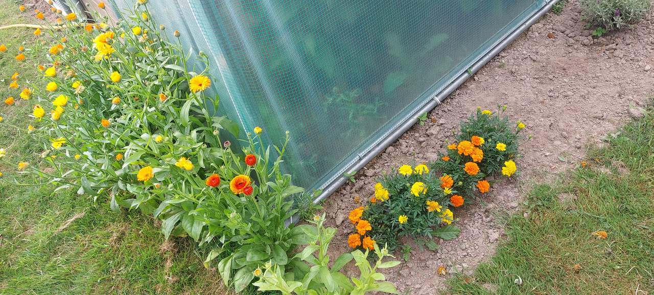 Marigolds and calendula flowering along the edge of the polytunnel