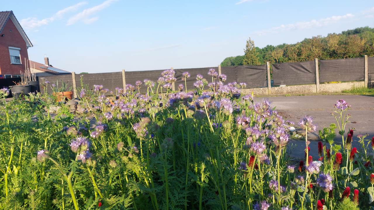 A patch of flowering phacelia grown for pollinators