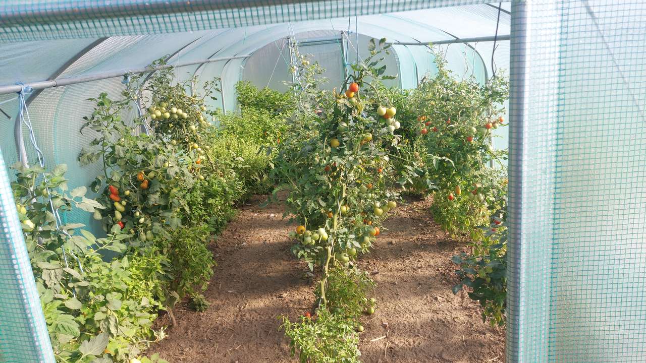 Rows of tomato plants growing inside a polytunnel