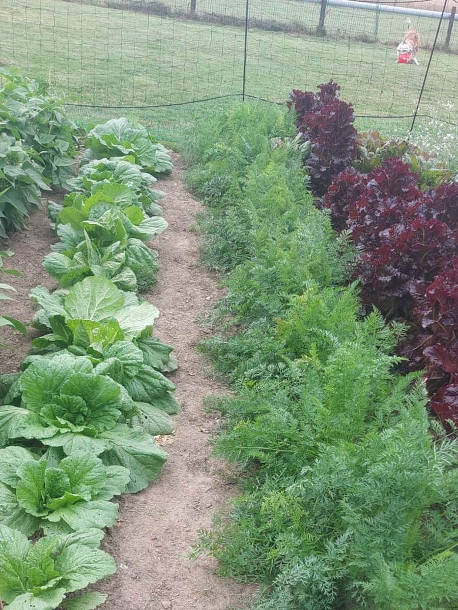 Rows of chinese cabbage, carrots and red leaf lettuce running the length of an open bed
