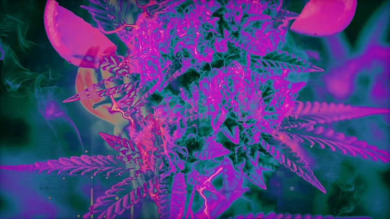 Still from Withering: a plant graded into hard magenta and cyan, with smoke drifting behind it